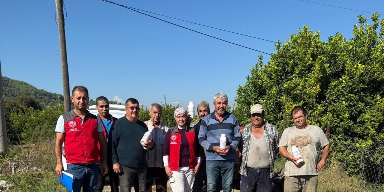 Ortaca’da narenciye bahçelerinde zararlılara karşı mücadele  sürüyor