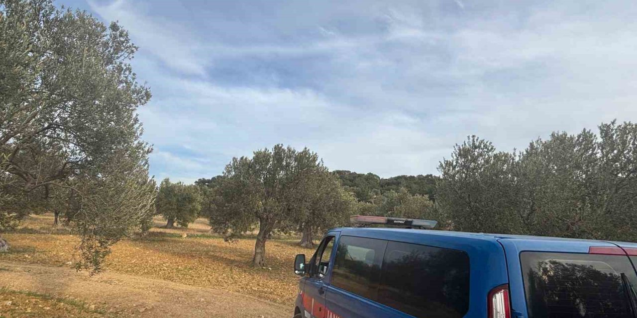 Aliağa’da zeytin hasadı başladı, güvenlik önlemleri artırıldı