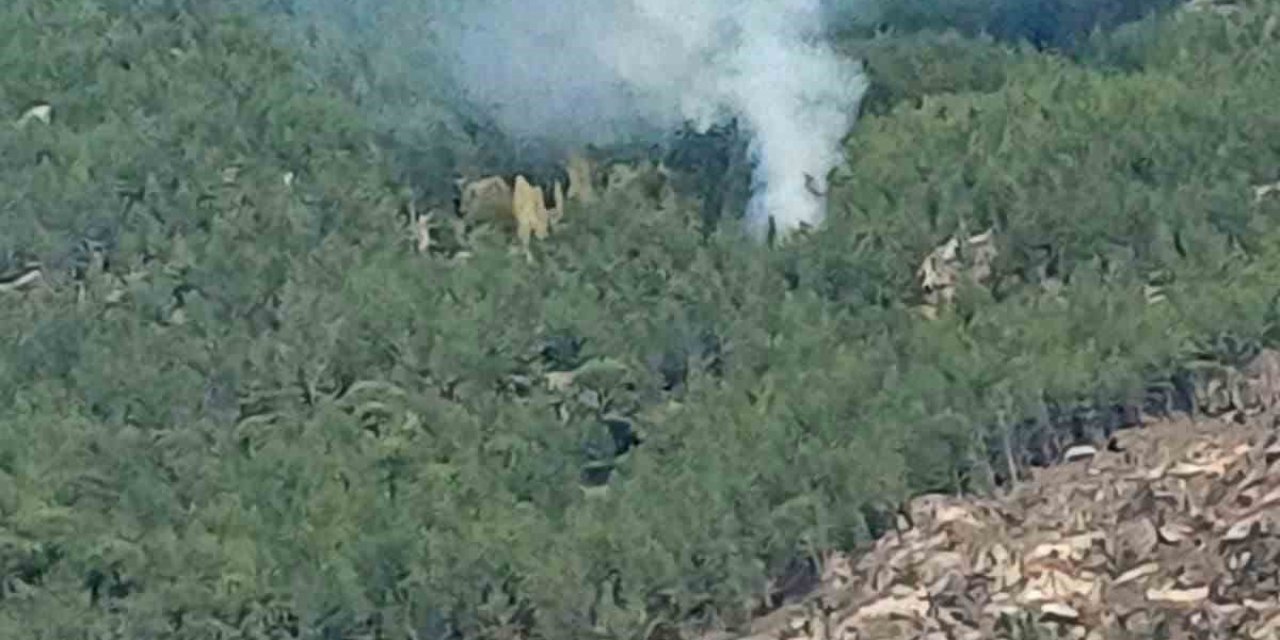 Kavaklıdere’de orman yangını