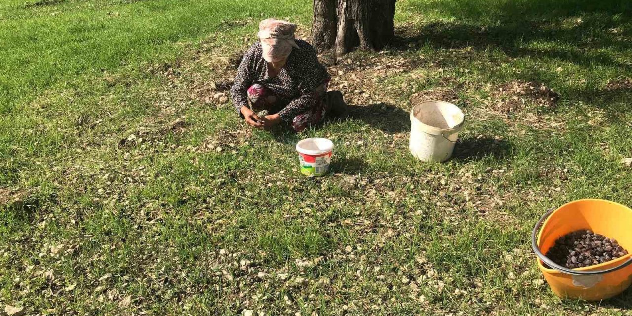 Zeytinin en doğal hali: Karaburun Furma Zeytini hasadı başladı