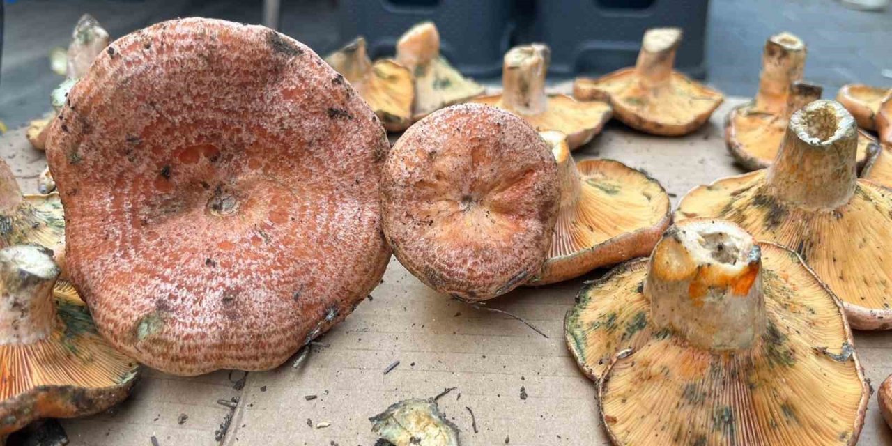 Aydın’da çıntar çıktı, kilosu 500 TL