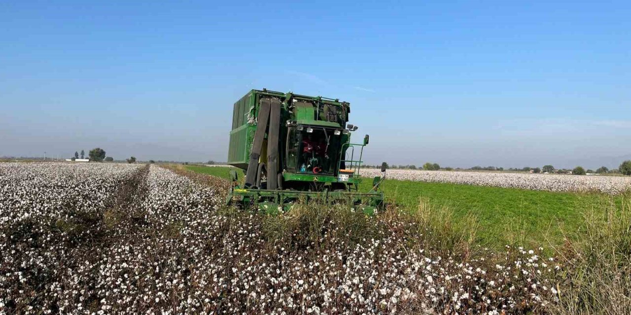 Yağışlar pamuğu etkiledi