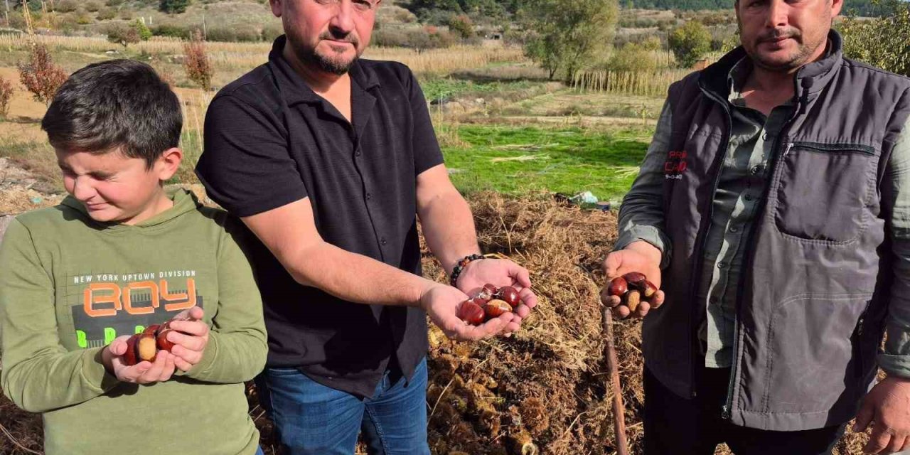 Buldan’ın tescilli kestanesinde hasat zamanı