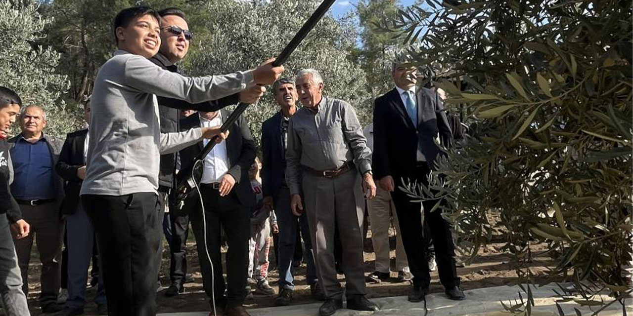 4 bin yıllık Hyllarima Antik  Kentinde zeytin hasadı bereketi