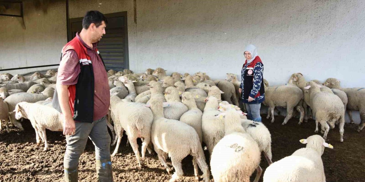 Aliağa’da hibe koyun ve koçlar üreticilere teslim edildi