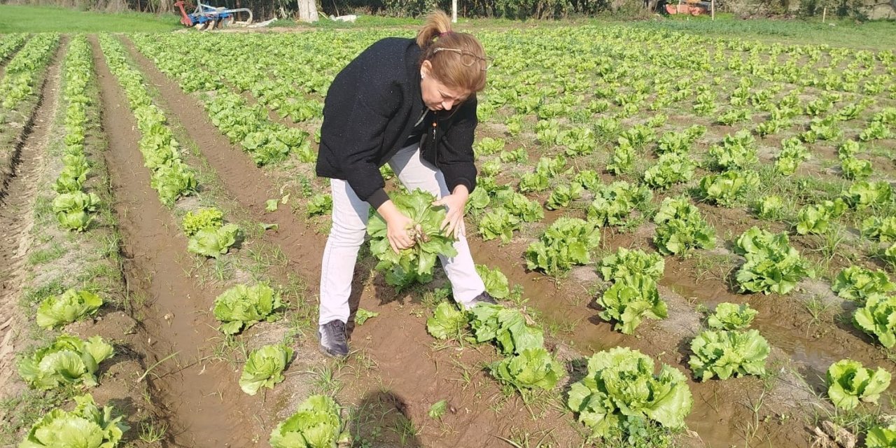 Söke’de gıda güvenliği için marul tarlalarında numune alındı