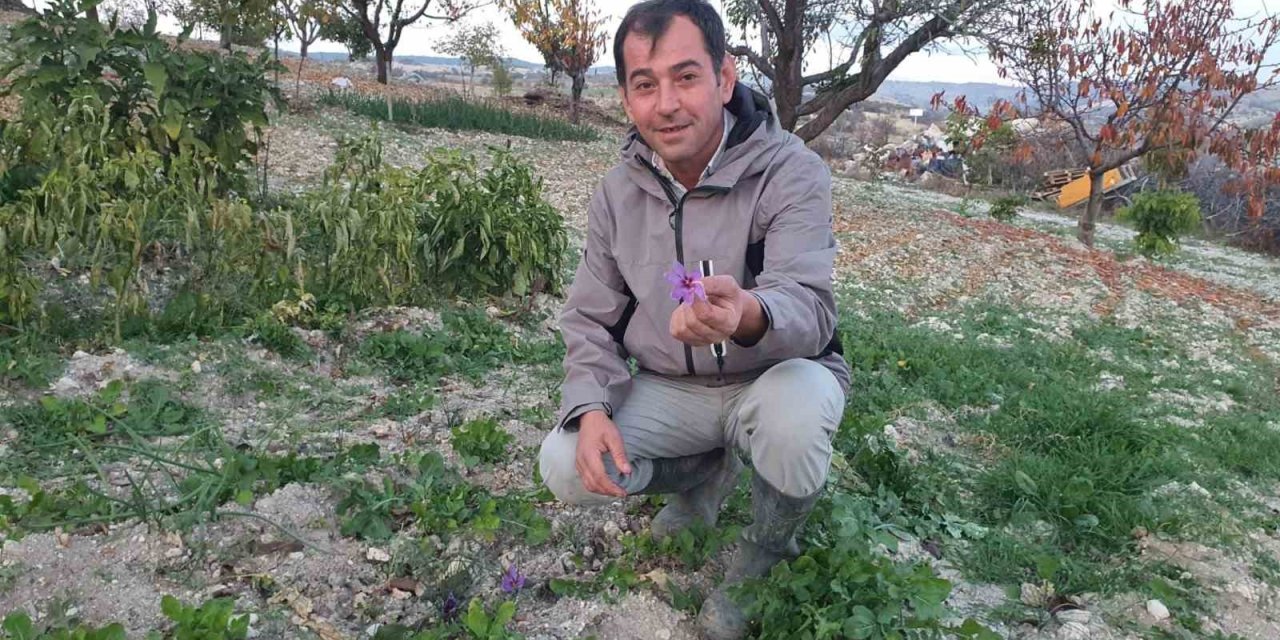Demirci’de safran çiçeği yetiştirildi
