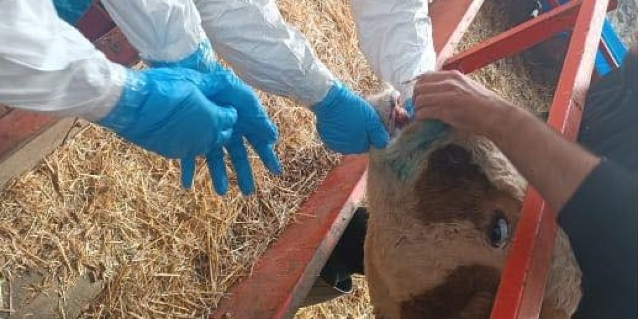 Nazilli’de şap hastalığıyla mücadele sürüyor