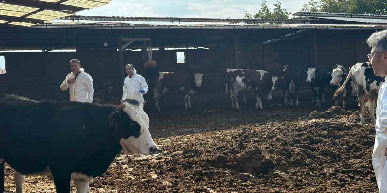 Denizli’de şap hastalığına karşı tedbirler arttırıldı