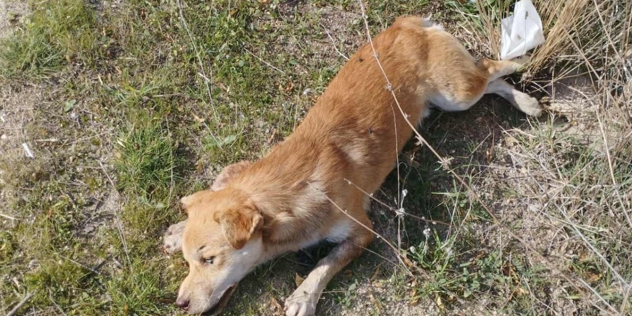 Buldan’da yol kenarında ölü köpekler bulundu