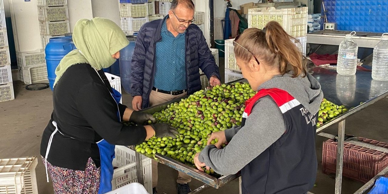 Buharkent’te zeytin rekoltesi ve kalite kontrol çalışmaları sürüyor