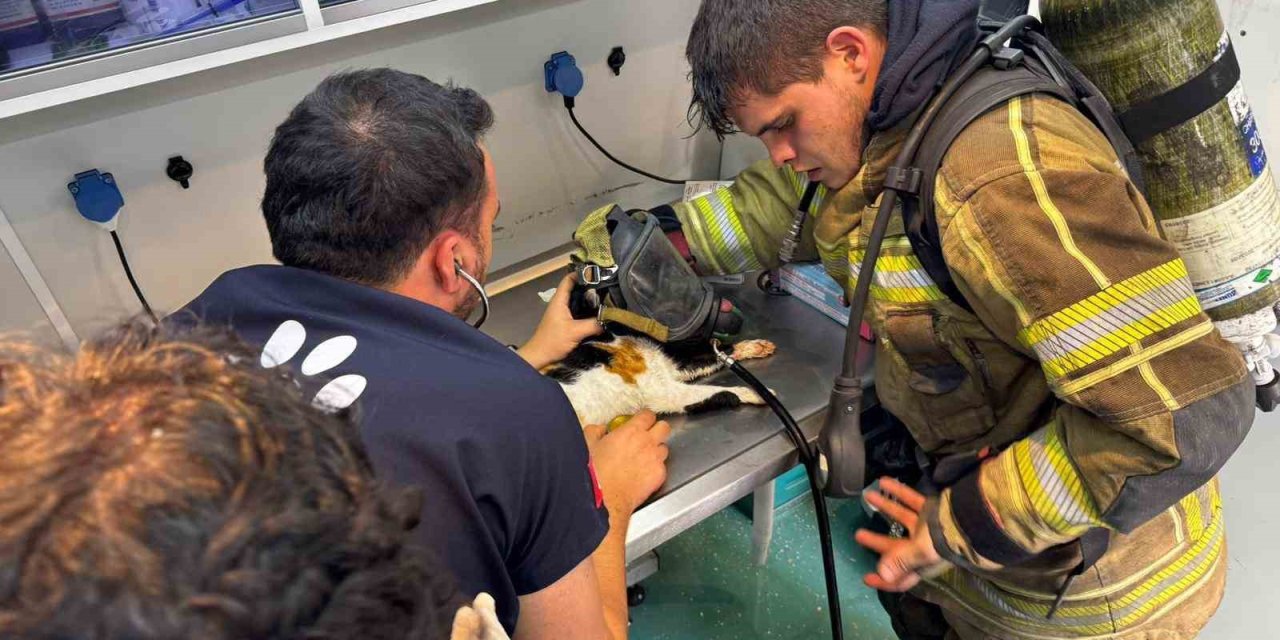 Mazgala düşen kayıp köpek ve yangında mahsur kalan kediler itfaiyenin çabasıyla kurtarıldı