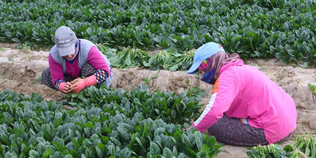 Kış sebzesi ıspanakta hasat bolluğu