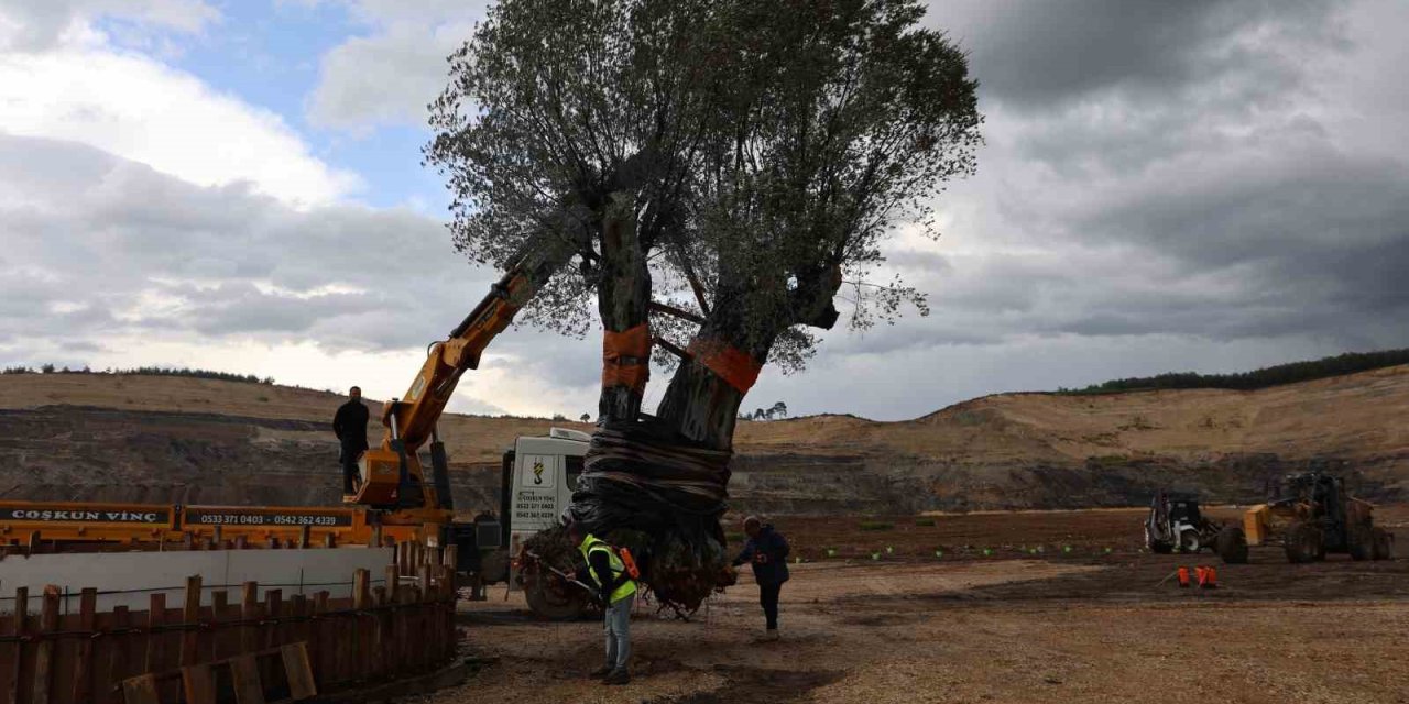 Milas’ta 3 asırlık zeytin ağacı yeni yerine törenle taşındı