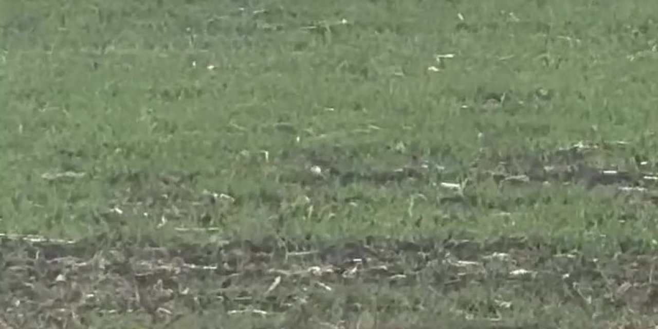 Popülasyonu artan kurtlar köylere indi