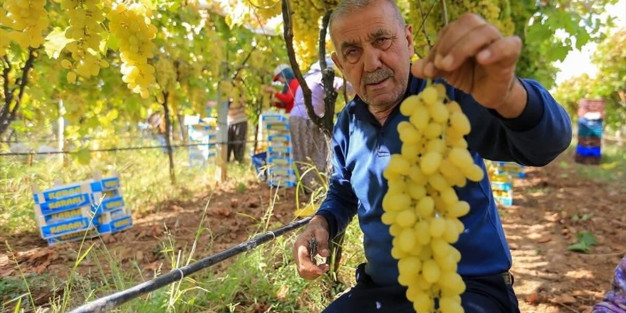 Sarıgöl’de üzüm fiyatları dibe vurdu