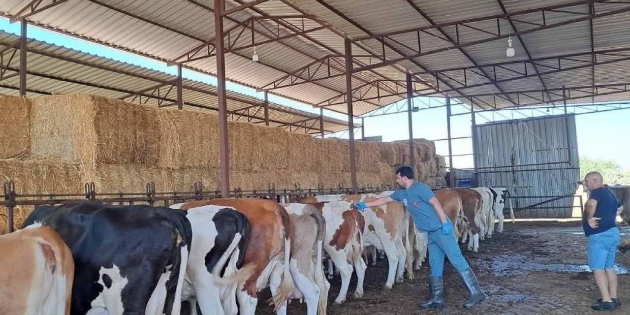Bozdoğan’da hayvan otlatmak ve hayvan pisliğini dışarı çıkarmak yasaklandı