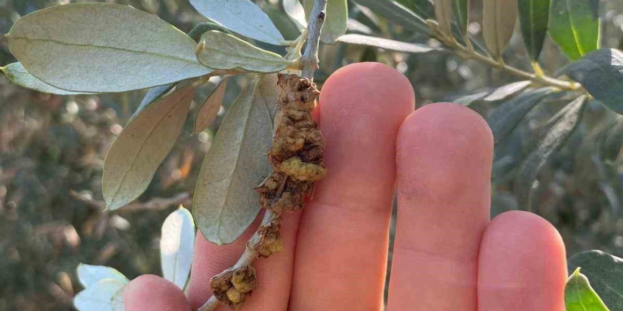 Salihli’de üreticilere zeytin dal kanseri uyarısı