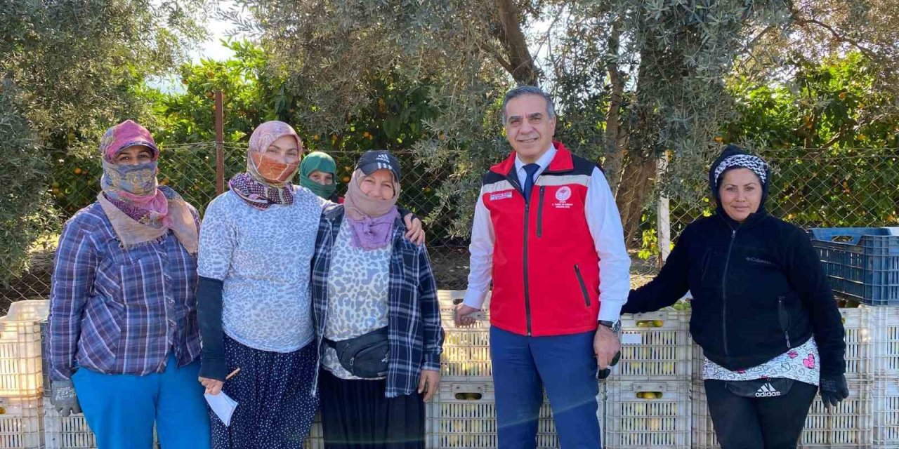 Aydın’da mandalina hasadı başladı