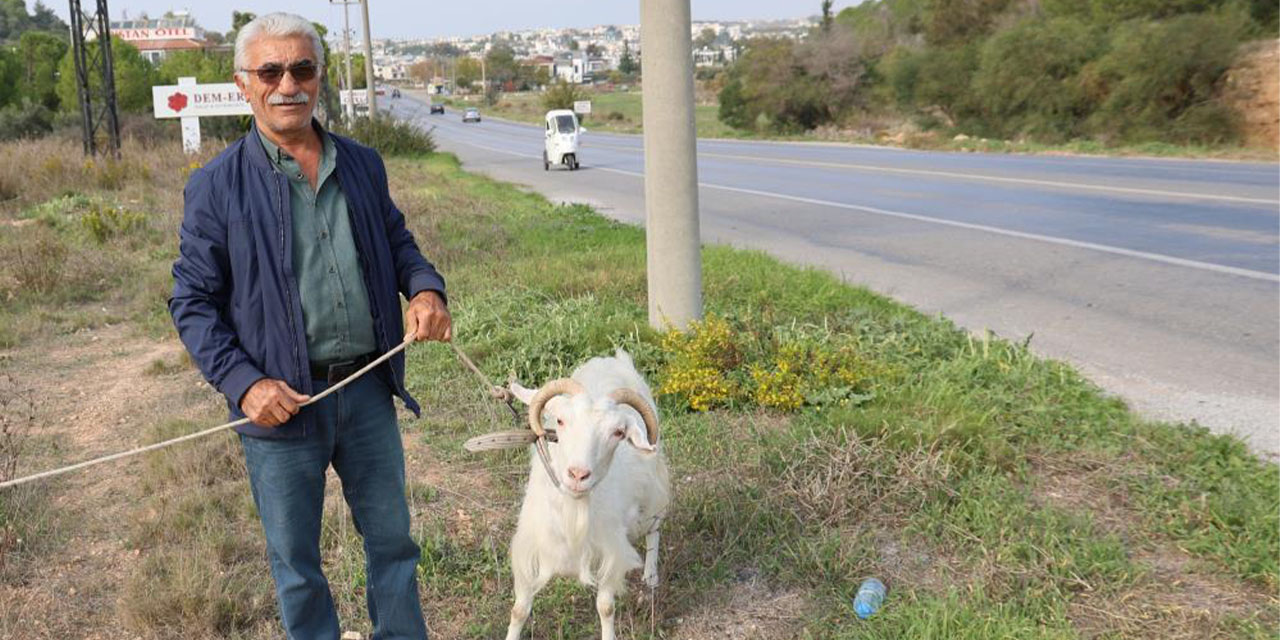 Keçileri ile tatil yapıyor