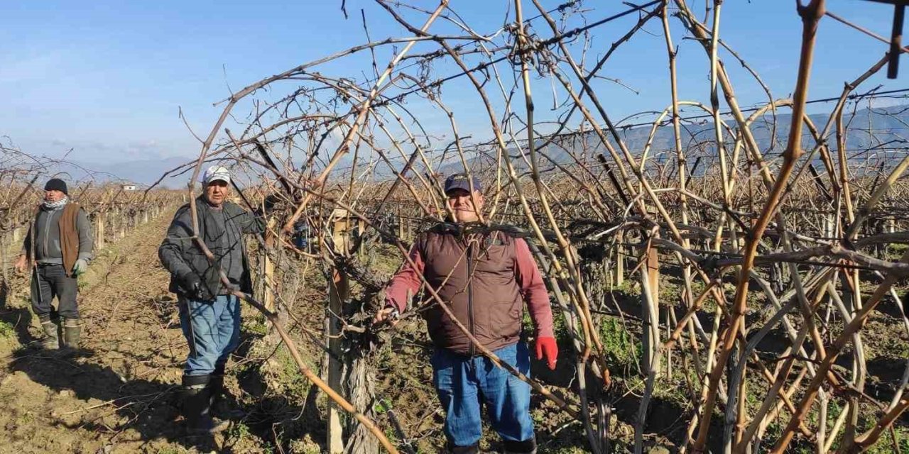 Sarıgöl’de bağ budama işçi ücretleri belli oldu