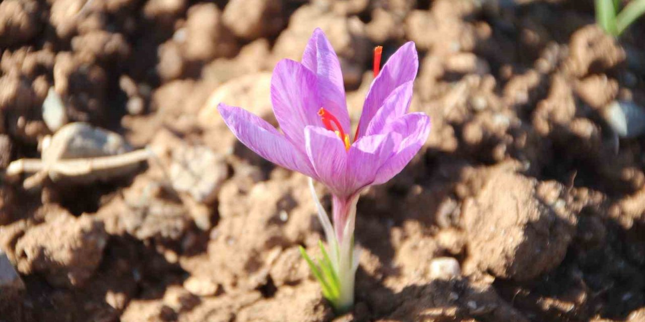 Honaz Belediyesi Yerel Tohum Merkezi’nde safran soğanları filizlenmeye başladı