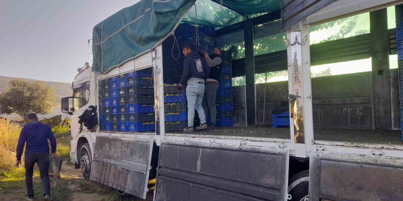 Sarıgöl’de örtüaltı üzüm hasadı devam ediyor