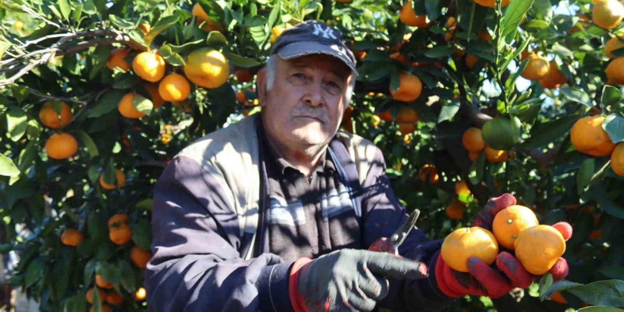 Rekolte arttı, Satsuma mandalinası pazarda yerini aldı