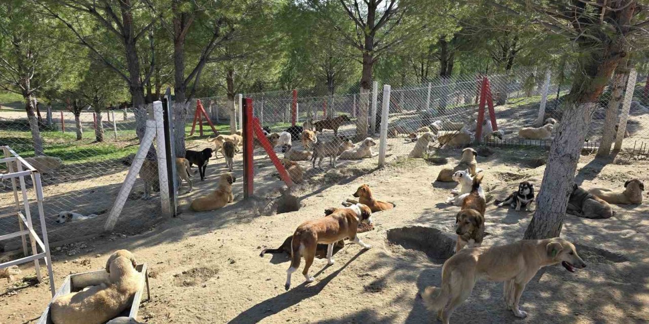 İlçelerdeki sahipsiz köpekler toplanıyor