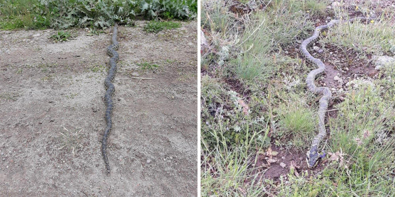 Yaylada görülen engerek yılanı merak ve korkuya neden oldu