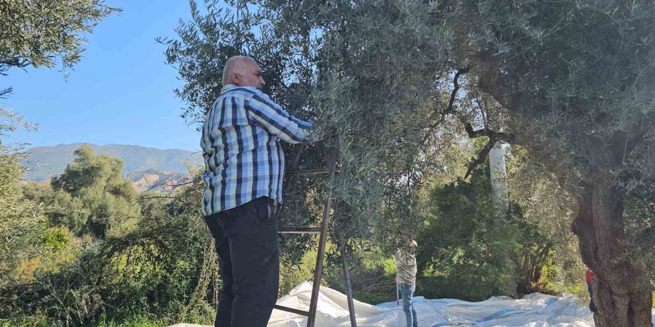 Aydın’da zeytin hasadı sürüyor