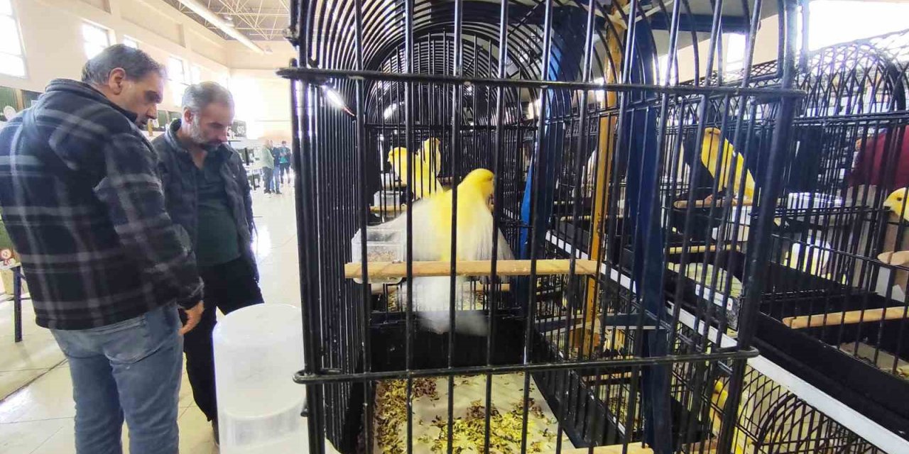 Manisa’da 3 bin kanarya yarıştı