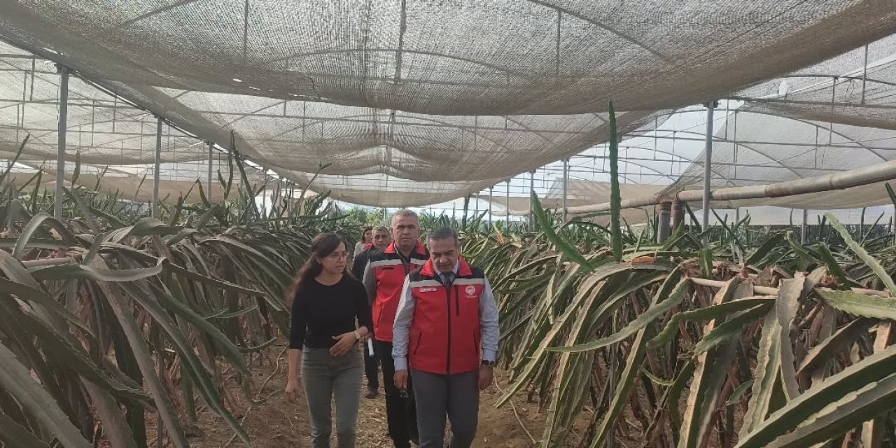 Aydın’da pitaya üretimi genişliyor