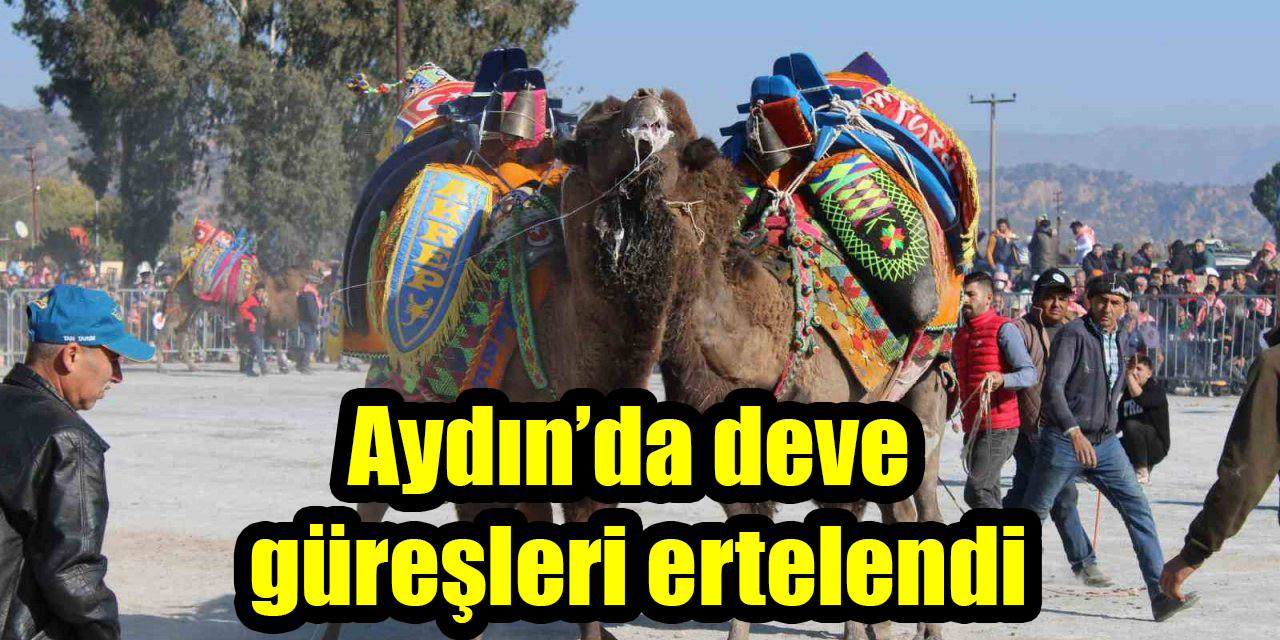 Aydın’da deve güreşleri ertelendi