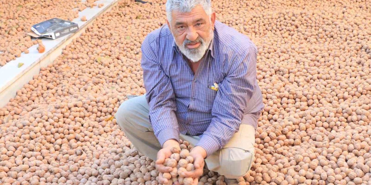 Ceviz üretimiyle Avrupa’daki maaşından daha çok kazanıyor