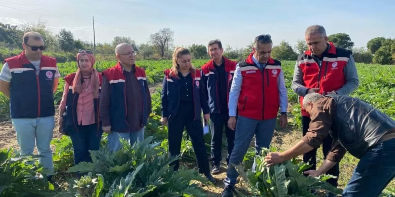 Aydın’da enginar üretimi yükselişte