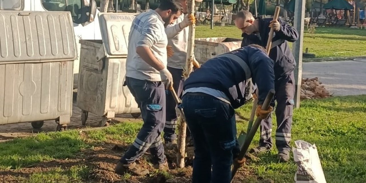 Yunusemre’de ağaçlandırma çalışmaları sürüyor