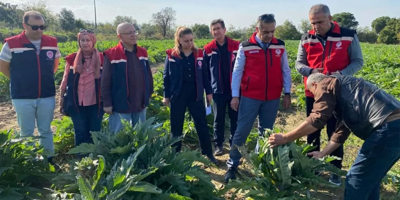 Aydın’da enginar üretimi yükselişte