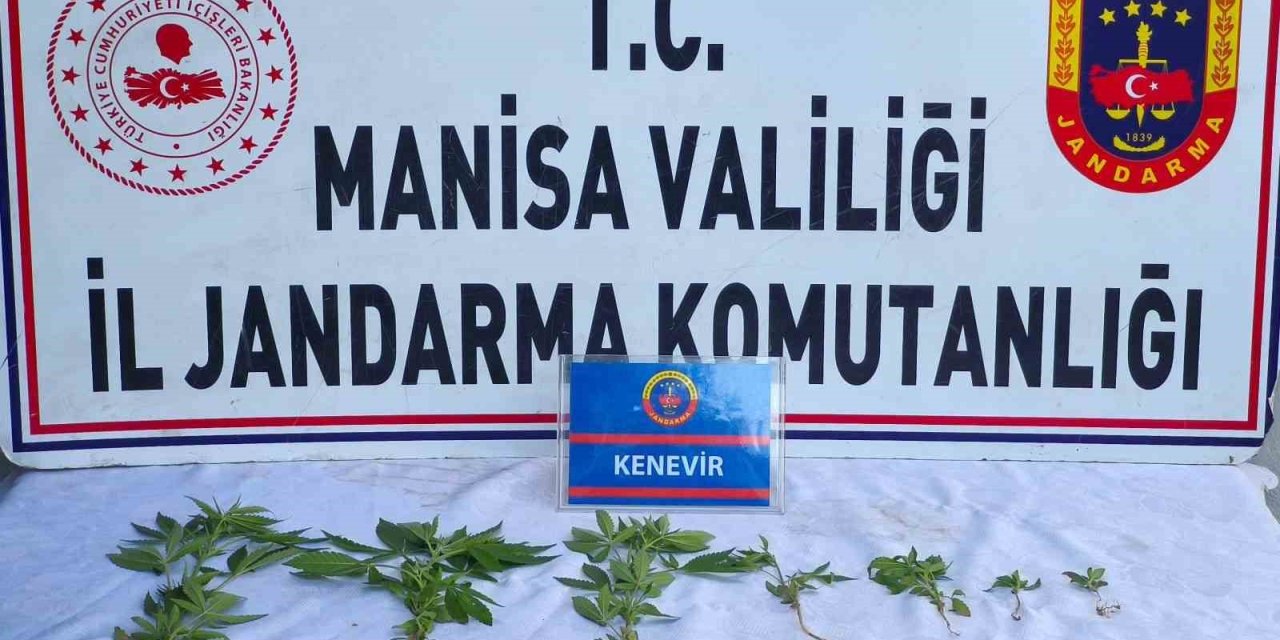 Üzüm bağında kenevir ele geçirildi