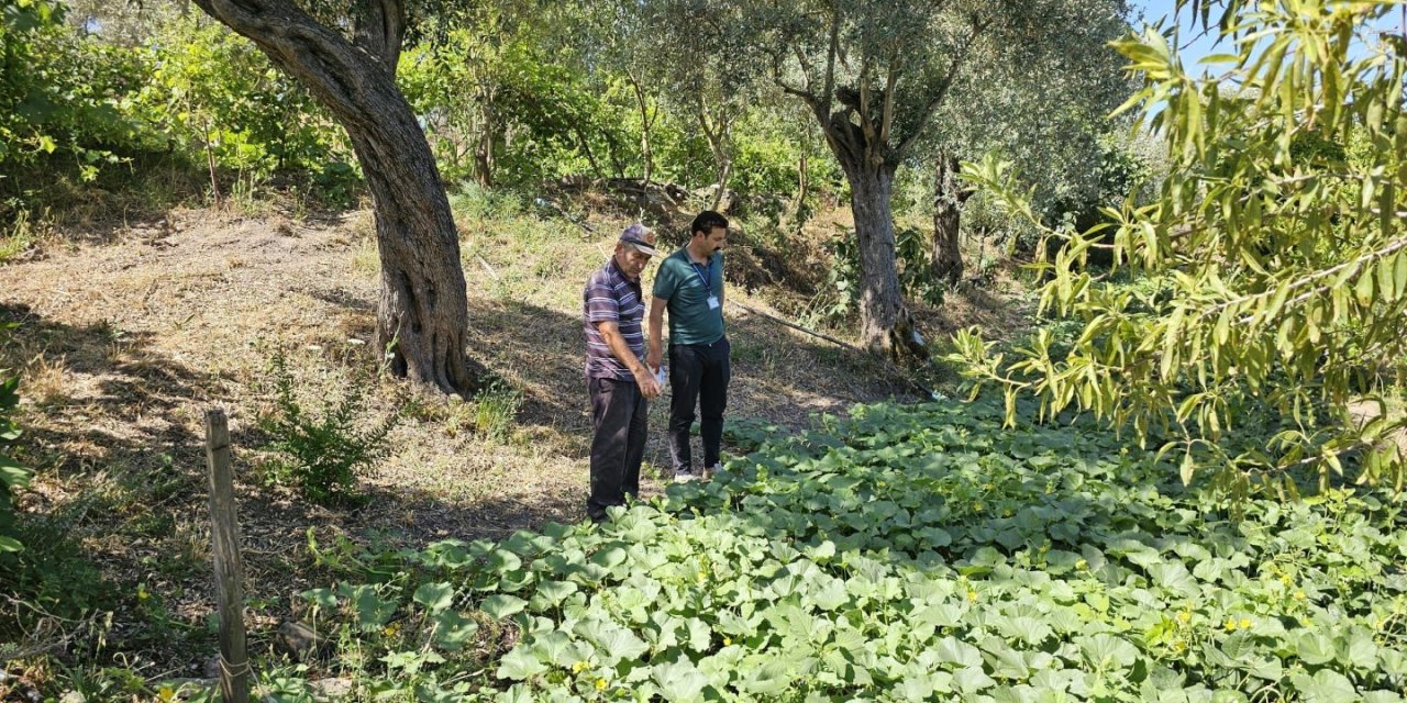 Bodrum’da zeytin hasadı başladı
