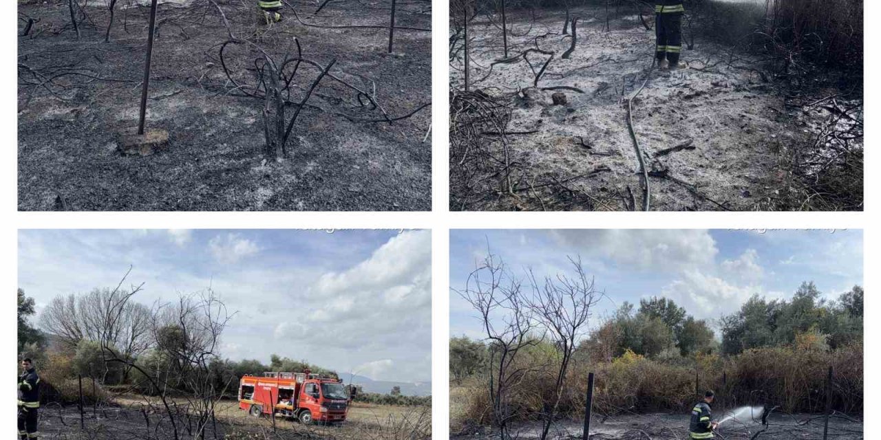 Muğla’da üzüm bağları alevlere teslim oldu