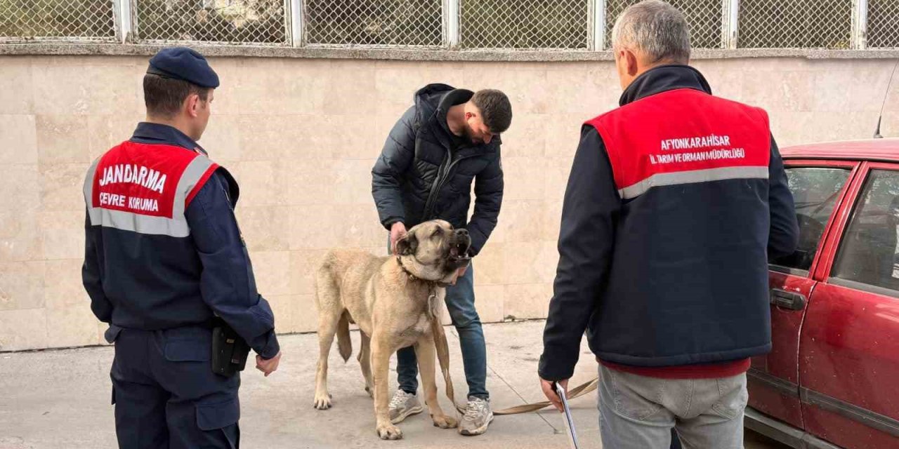 Köpek dövüştüren şahıslara jandarma baskını:12 gözaltı