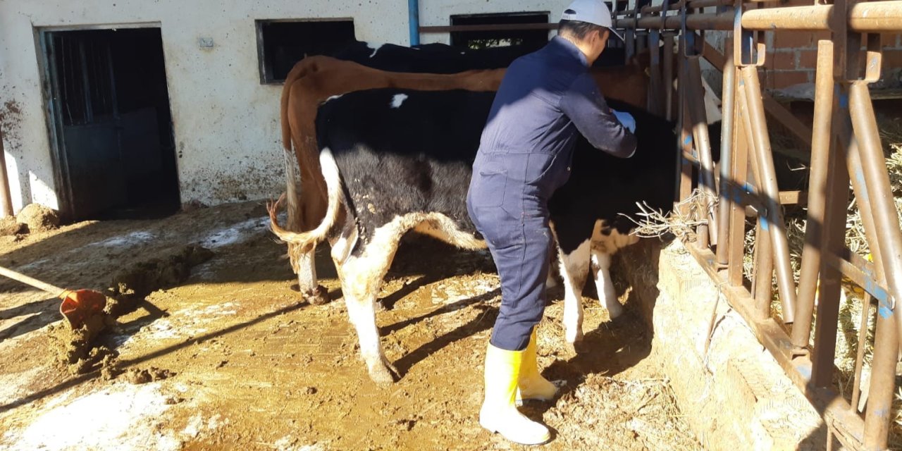Aydın’da şap hastalığına karşı aşılama çalışmaları sürüyor