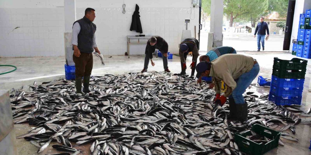 Muğla’dan 10 ayda 618 milyon dolar balık ihracatı