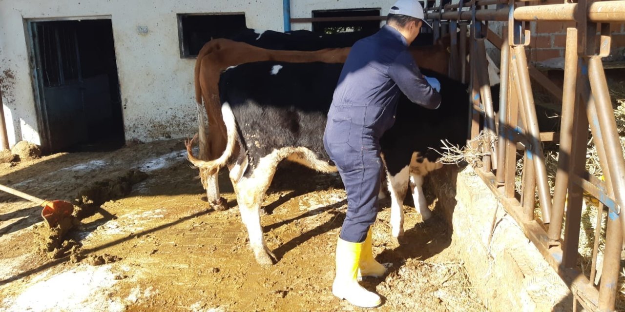 Kuyucak’ta şap alarmı