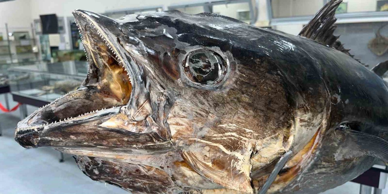 Balık sevdası ‘Deniz Canlıları Koleksiyon Merkezi’nde hayat buldu