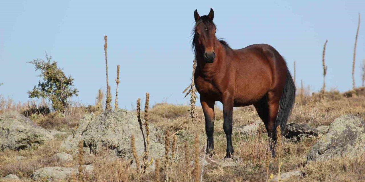 Bulutların dansı ve yılkı atları dron ile görüntülendi