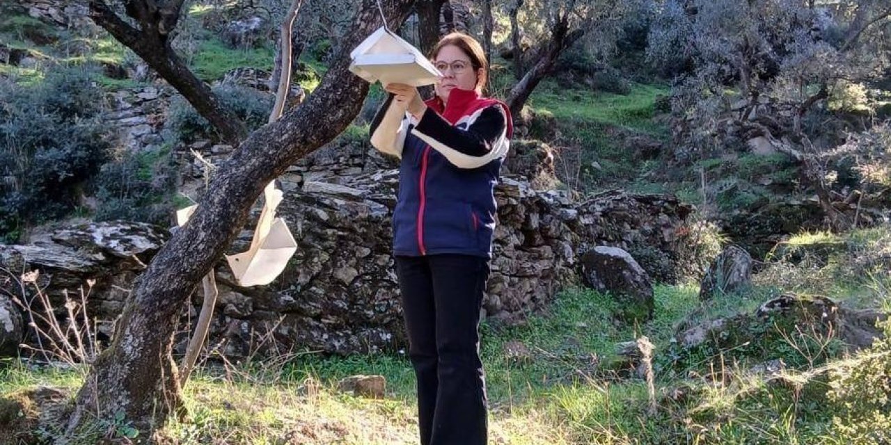 Söke’de zararlı popülasyonunda artış görüldü