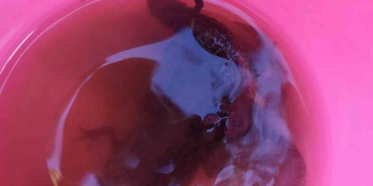 Su çektiği kuyudan semenderler çıktı