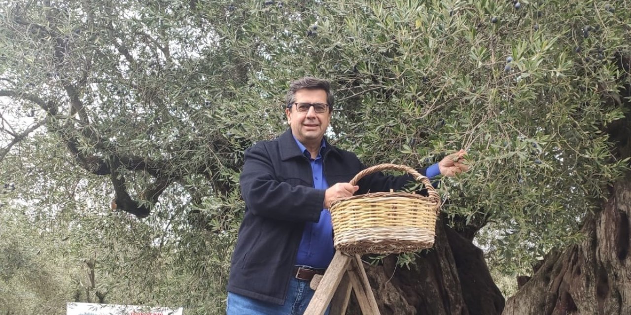 Dünya zeytin ağacı günü Manisa’da buruk geçti